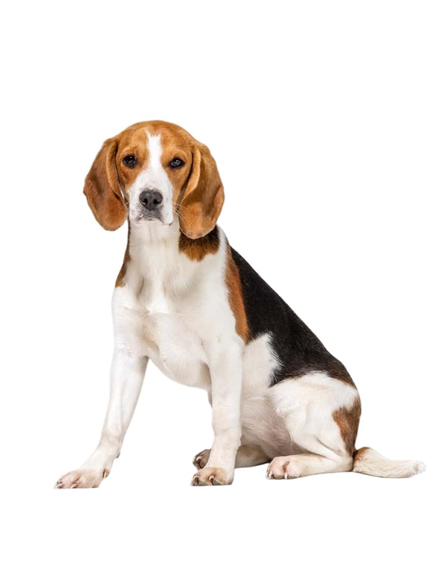 61. beagle 副本34